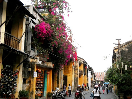 Exquisite colour of bougainvillea flower in Hoi An